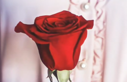 Happy Rose Day  Full Screen Status video 2022