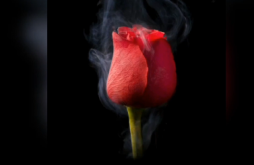 Happy Rose Day Special Whatsapp Status Video