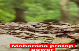 Maharana Partap | Maharana Pratap video status